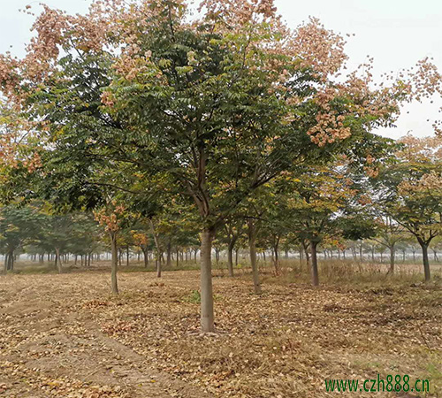 欒樹什么時(shí)節(jié)開花？ 欒樹的基本特征
