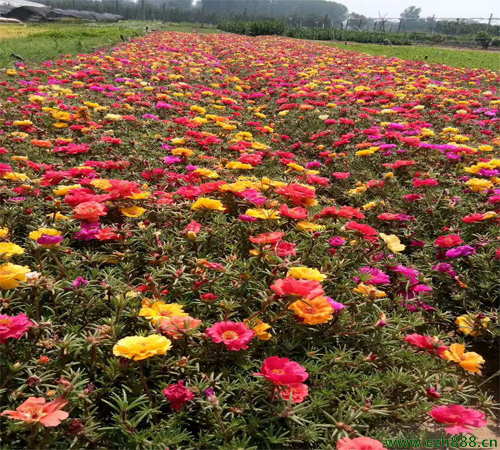 半枝蓮什么時節(jié)開花？ 半枝蓮開花有哪些顏色？