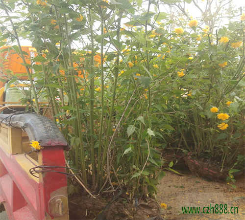 棣棠的種植方法和注意事項 棣棠種植對土壤的要求
