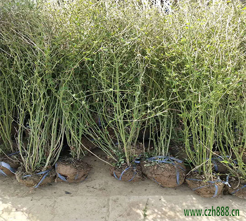 棣棠的種植方法和注意事項 棣棠種植對土壤的要求