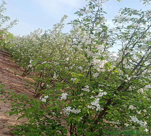 叢生海棠的種植方法和注意事項(xiàng) 叢生海棠的病蟲(chóng)害防治