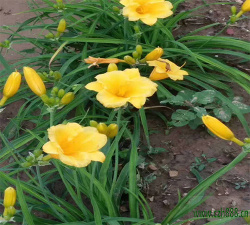 金娃娃萱草養(yǎng)護(hù)管理和注意事項(xiàng) 金娃娃萱草培育方法