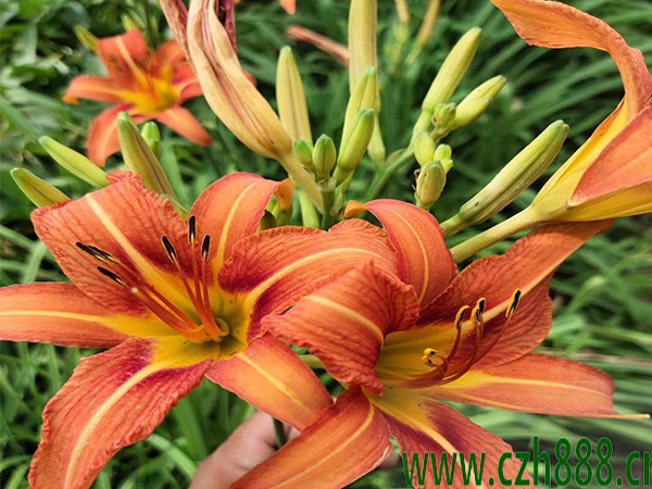 大花萱草花期有多長(zhǎng)時(shí)間？ 大花萱草花期的注意事項(xiàng)