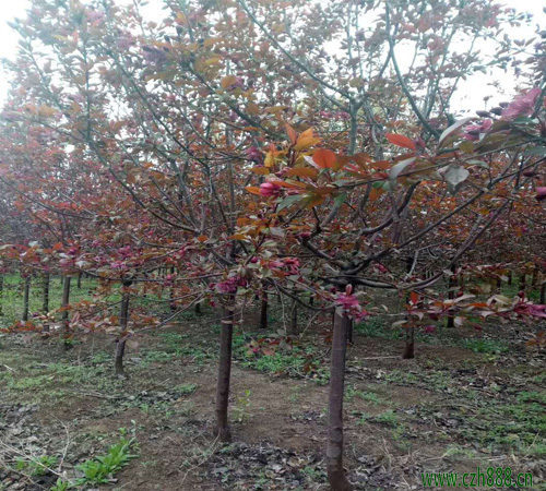 紅寶石海棠的的基本特性 紅寶石海棠繁衍方法