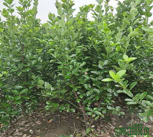 大葉黃楊的形狀特征 大葉黃楊的繁植方法
