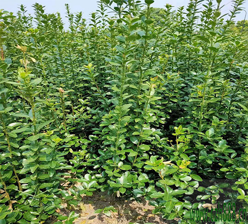 大葉黃楊的形狀特征 大葉黃楊的繁植方法
