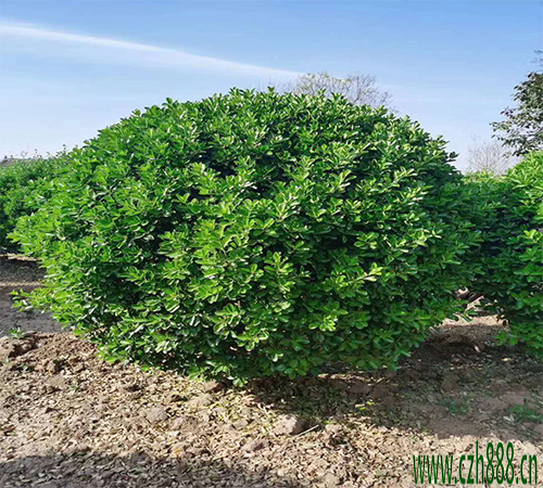 大葉黃楊的形狀特征 大葉黃楊的繁植方法