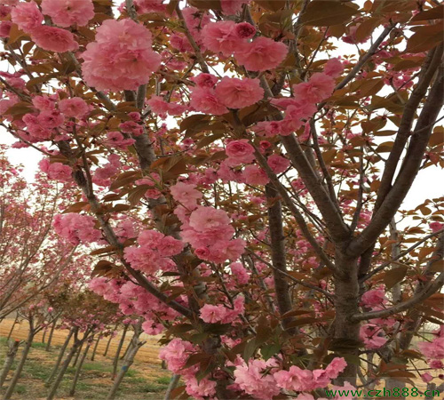 晚櫻又叫什么？ 晚櫻的花期是好久？