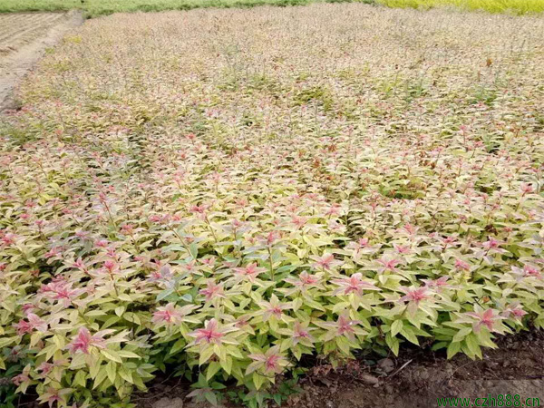 金焰繡線菊的形態(tài)特征 金焰繡線菊的經(jīng)濟價值