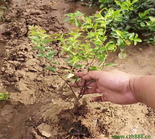 金焰繡線菊的形態(tài)特征 金焰繡線菊的經(jīng)濟價值