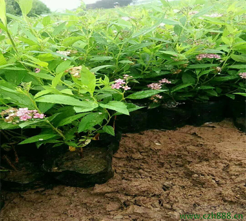 金焰繡線菊的形態(tài)特征 金焰繡線菊的經(jīng)濟價值