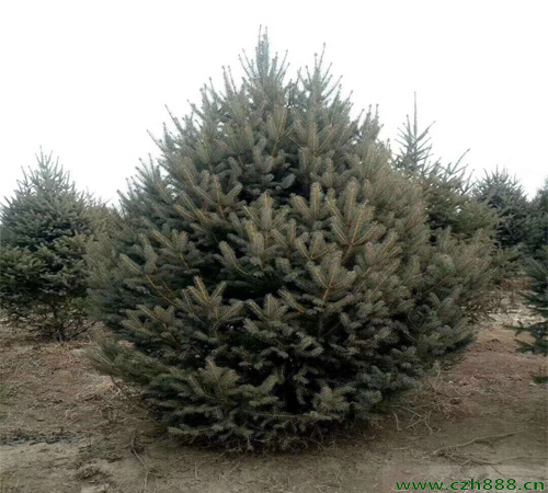 云杉什么時(shí)候開花？ 云杉花期在幾月？