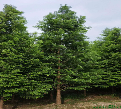 云杉什么時(shí)候開花？ 云杉花期在幾月？