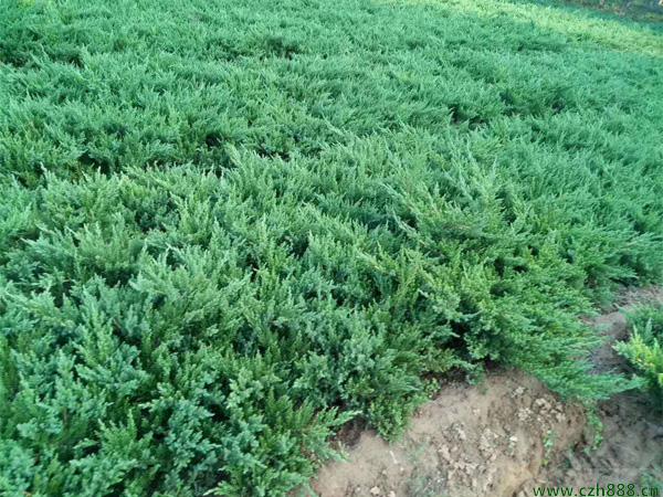 鋪地柏的養(yǎng)植方法和注意事項(xiàng) 養(yǎng)植鋪地柏要注意排水