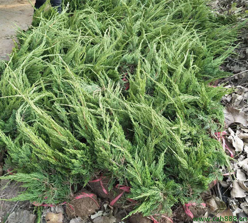 鋪地柏的養(yǎng)植方法和注意事項(xiàng) 養(yǎng)植鋪地柏要注意排水
