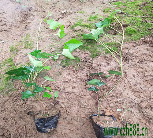 常青藤一般開花是什么時候？對溫度有什么要求