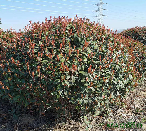 紅葉石楠能開花嗎？ 紅葉石楠幾月開花？