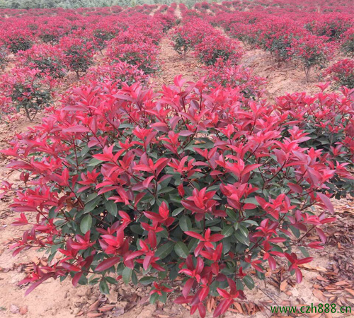 紅葉石楠能開花嗎？ 紅葉石楠幾月開花？