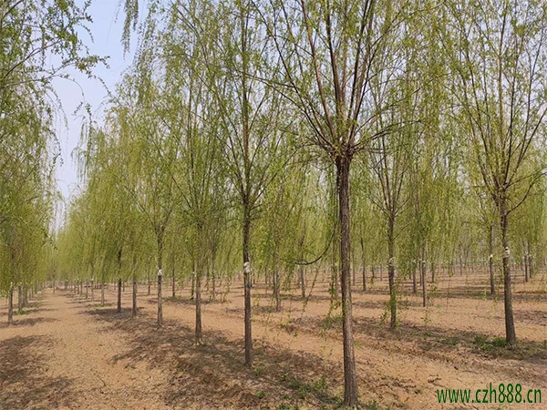 垂柳會(huì)開(kāi)花嗎？ 垂柳開(kāi)花在幾月？