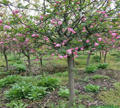 垂絲海棠的種植方法 垂絲海棠種植的注意事項