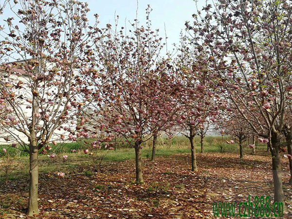 紫玉蘭什么時(shí)候開(kāi)花？ 紫玉蘭開(kāi)花時(shí)間