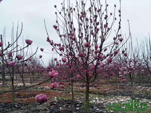 紫玉蘭什么時(shí)候開(kāi)花？ 紫玉蘭開(kāi)花時(shí)間