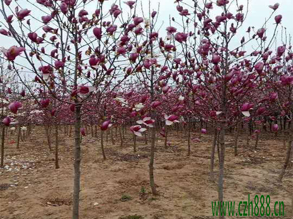 紫玉蘭什么時(shí)候開(kāi)花？ 紫玉蘭開(kāi)花時(shí)間