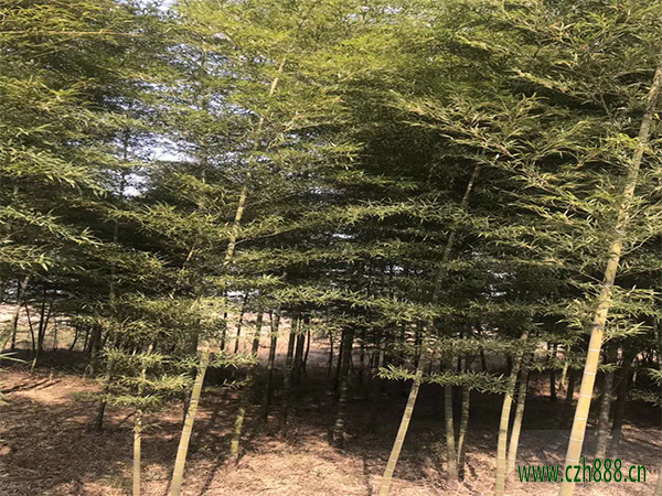支竹的養(yǎng)植方法 支竹養(yǎng)植的注意事項(xiàng)