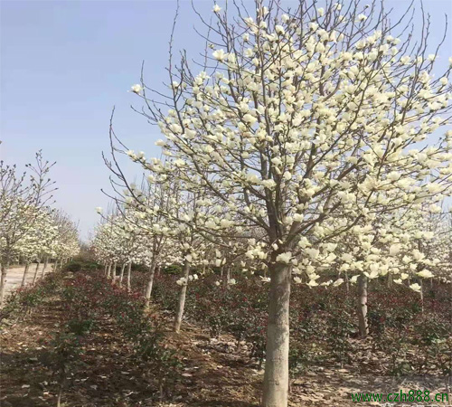 白玉蘭什么季節(jié)開花？ 白玉蘭的開花條件