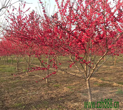 紅葉碧桃的開花時間受哪些因素的影響？ 紅葉碧桃開花時間