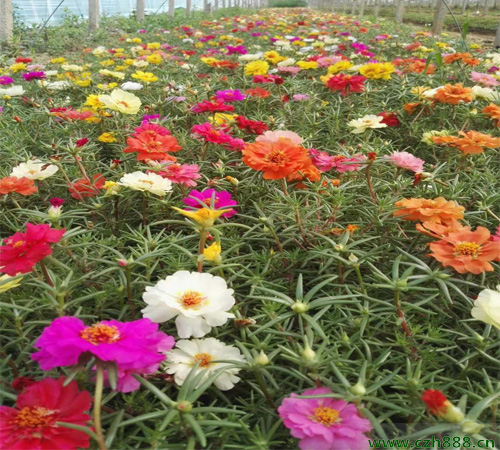半枝蓮的開花時間和生長環(huán)境  半枝蓮的種類有哪些？