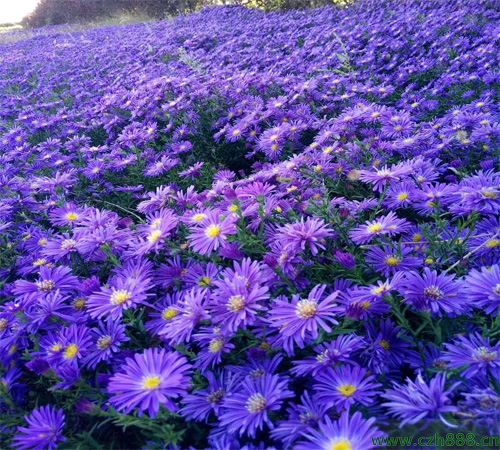 怎么養(yǎng)好荷蘭菊？ 荷蘭菊養(yǎng)植的建議