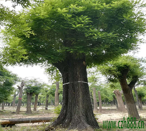 國(guó)槐怎么養(yǎng)護(hù)才能長(zhǎng)得好？ 國(guó)槐的養(yǎng)護(hù)方法