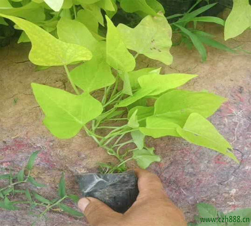 金葉薯的種植方法和注意事項(xiàng) 金葉薯的經(jīng)濟(jì)價(jià)值