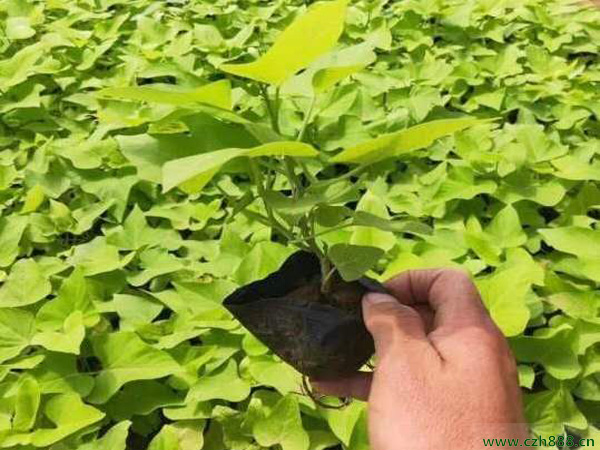 金葉薯的種植方法和注意事項(xiàng) 金葉薯的經(jīng)濟(jì)價(jià)值