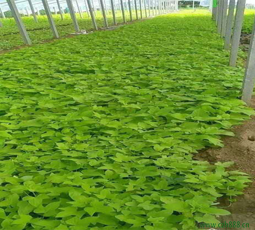金葉薯的種植方法和注意事項(xiàng) 金葉薯的經(jīng)濟(jì)價(jià)值
