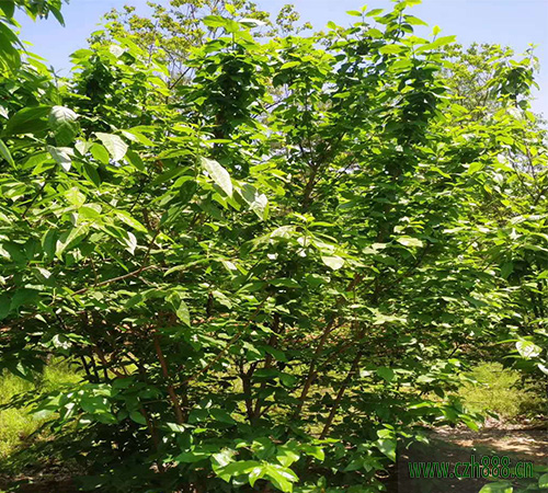 臘梅夏天可以養(yǎng)植嗎？ 臘梅夏天養(yǎng)植的方法和注意事項(xiàng)