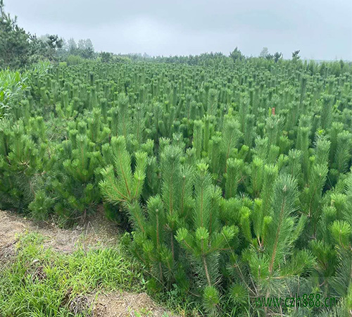 黑松的種植方法 黑松種植的注意事項(xiàng)有哪些？