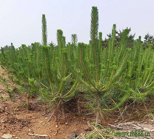 黑松的種植方法 黑松種植的注意事項(xiàng)有哪些？