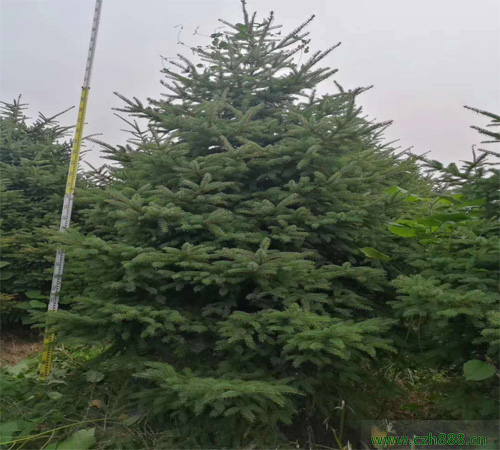 云杉樹苗貴不貴？云杉樹苗一般多少錢一棵
