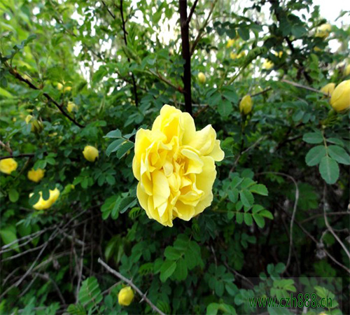 黃刺玫一般在什么季節(jié)開花？