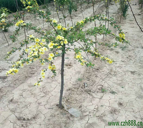黃刺玫一般在什么季節(jié)開花？