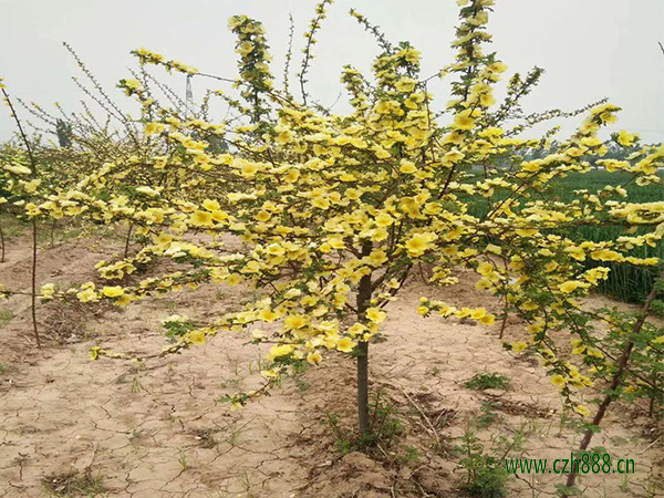 黃刺玫什么季節(jié)開花？一起來看看