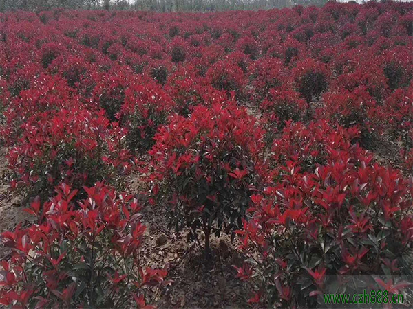 紅葉石楠樹種植方法介紹