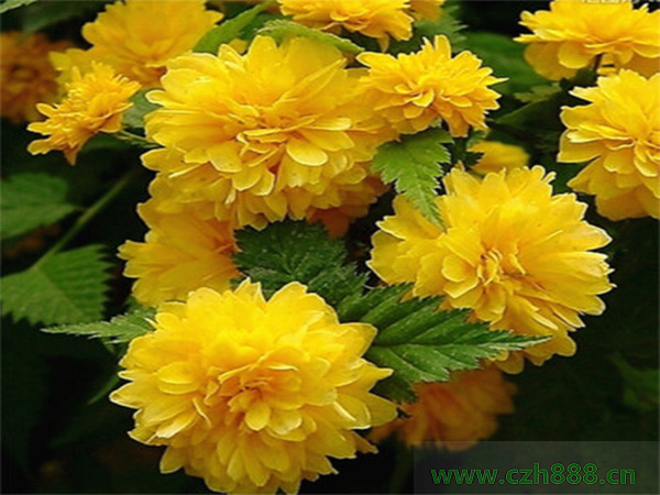 棣棠花一般什么季節(jié)開花?