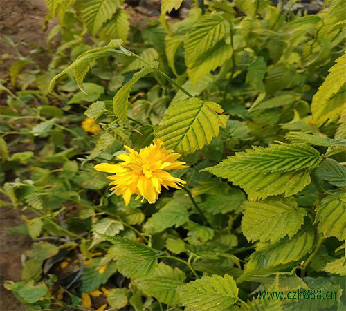 種植的棣棠花要注意哪些細(xì)節(jié)？