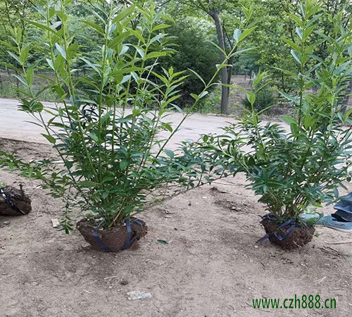 連翹盆景的養(yǎng)殖方法介紹,一起來看看
