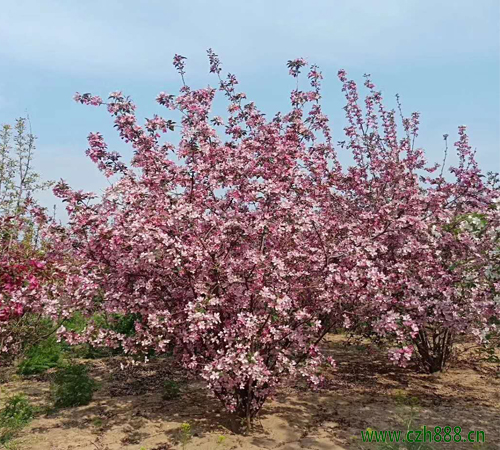 海棠的養(yǎng)植留意事項(xiàng)和養(yǎng)植方法 海棠的病蟲(chóng)害防治