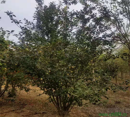 海棠的養(yǎng)植留意事項(xiàng)和養(yǎng)植方法 海棠的病蟲(chóng)害防治