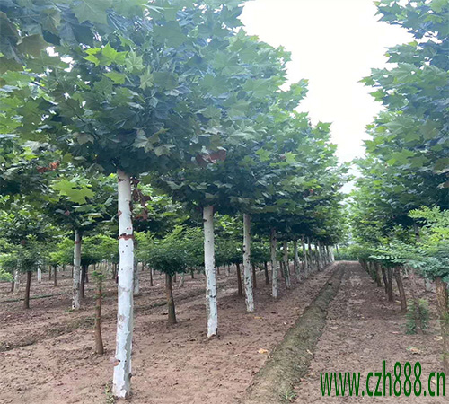 法桐的栽種和養(yǎng)護(hù)方法 法桐移栽方法